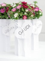 Wies(e)nblumen