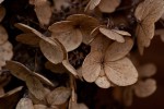 Herbstkranz aus Hortensienblütendolden