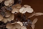 Herbstkranz aus Hortensienblütendolden