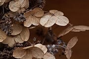 Herbstkranz aus Hortensienblütendolden