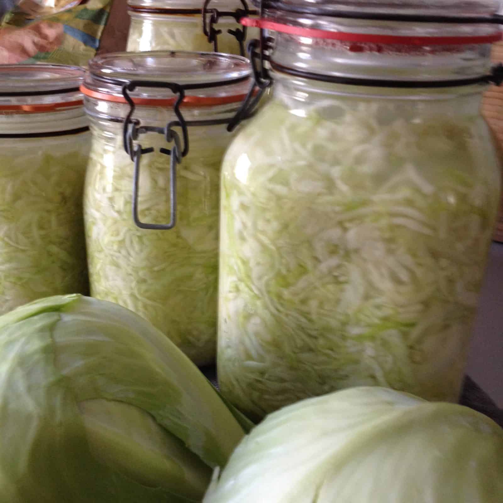 Wer im Sommer Kappes klaut, hat im Winter Sauerkraut…
