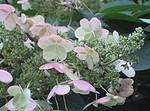 Herbstkranz aus Hortensienblütendolden