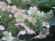 Herbstkranz aus Hortensienblütendolden