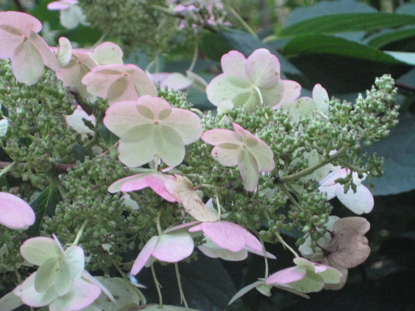 Herbstkranz aus Hortensienblütendolden