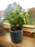 Blumentopfüberzug aus altem Pullover nähen