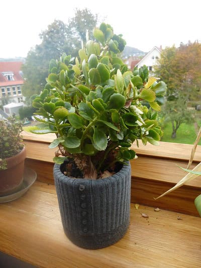 Blumentopfüberzug aus altem Pullover nähen 