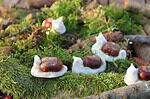 Kastanienschnecken