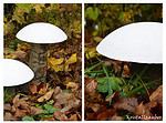 Ruck Zuck Pilze – selbstgemacht aus Baumstamm und Gießpulver