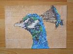 Der gepunktete Pfau