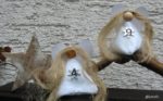 Adventskalender “ Engel „
