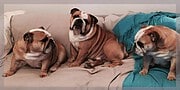retronellaDOGS