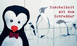 Niedlicher Hausgast – Ein kleiner Pinguin