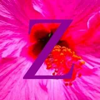 Willkommen bei Zauberpalme