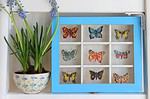 DIY: Schmetterlings-Sammelkasten mit Stammbuchbildchen