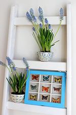 DIY: Schmetterlings-Sammelkasten mit Stammbuchbildchen