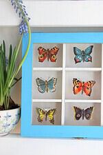DIY: Schmetterlings-Sammelkasten mit Stammbuchbildchen
