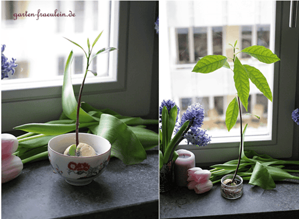 Avocado auf der Fensterbank