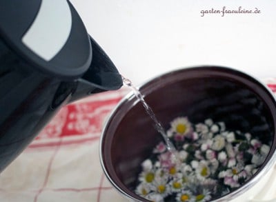 Gänseblümchen werden in Wasser gekocht, um Gänseblümchen Sirup herzustellen, ein natürliches und blumiges Getränk, das in der Küche verwendet wird.