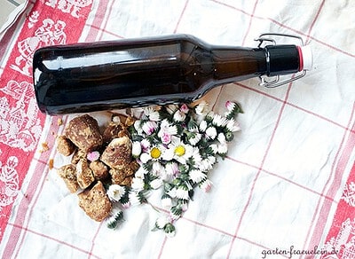 Selbstgemachter Gänseblümchen Sirup in einer Flasche, umgeben von frischen Gänseblümchen und braunen Zuckerwürfeln, auf einem weißen und roten Stoff. Perfekt für hausgemachte Naturprodukte.