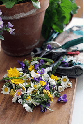 Frisch gepflückte Wildblumen, darunter Gänseblümchen, Löwenzahn und Veilchen, liegen auf einem Holztisch neben Gartenwerkzeugen, ideal für einen natürlichen Blümchen-Salat.