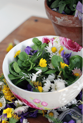 Frischer Blümchen-Salat mit essbaren Blumen wie Gänseblümchen, Veilchen, Ringelblumen und Minze, perfekt für einen bunten, gesunden Salat.