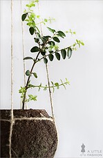 Kokedama pflegeleicht… DIY string garden