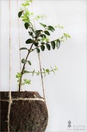 Kokedama pflegeleicht… DIY string garden