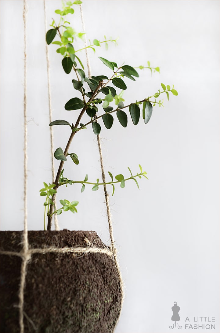Kokedama pflegeleicht… DIY string garden