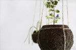 Kokedama pflegeleicht… DIY string garden