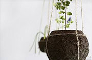 Kokedama pflegeleicht… DIY string garden