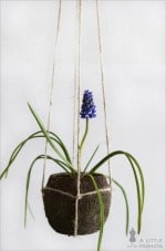 Kokedama pflegeleicht… DIY string garden