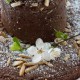 Schokolanden-Mandel-Kuchen