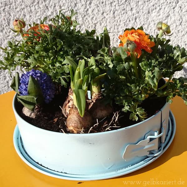 Upcycling – Frühlingsblumen in einer alten Springform