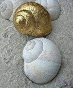 goldige Schneckenhäuser