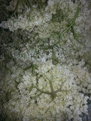 Holunderblüten-Gelee