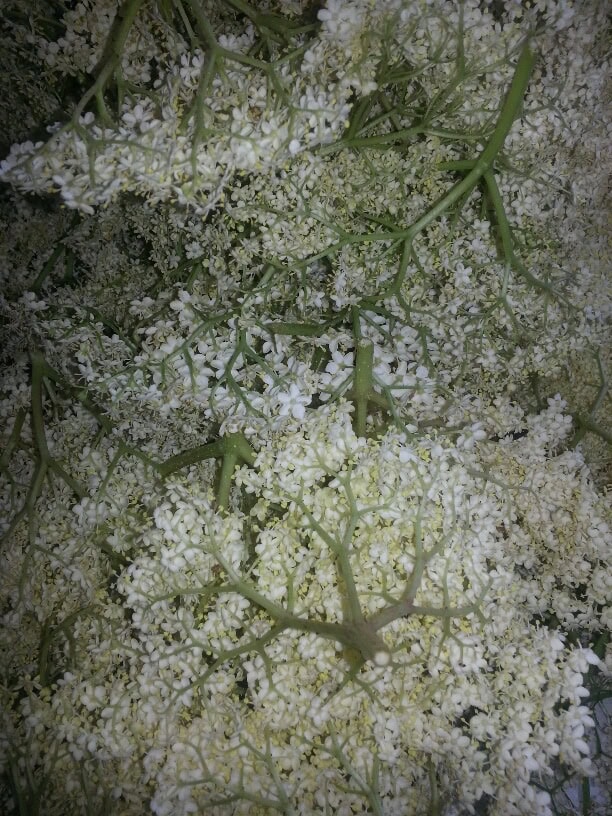 Holunderblüten-Gelee