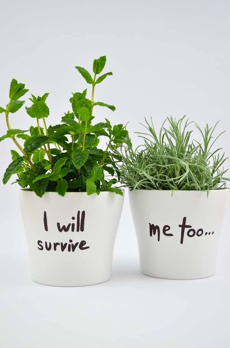 Der „I will survive“-Übertopf