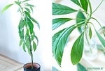 Avocados züchten – Oder Geduld ist eine Tugend