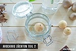 Avocados züchten – Oder Geduld ist eine Tugend