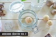 Avocados züchten – Oder Geduld ist eine Tugend