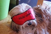 Hund trägt eine rote Schlafmaske mit der Aufschrift 'Nicht stören', ideal für entspannte Momente und Schlafkomfort.