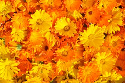 Ringelblumensalbe selber machen