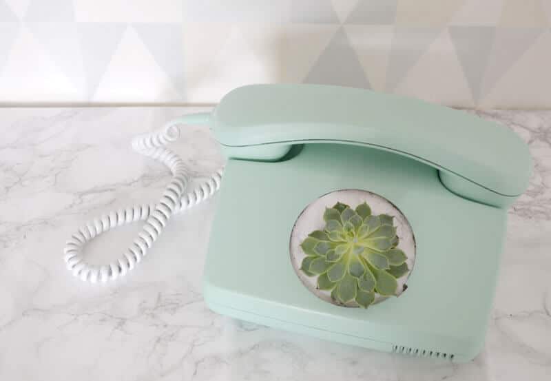 Sukkulente im Telefon