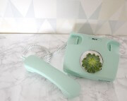 Sukkulente im Telefon