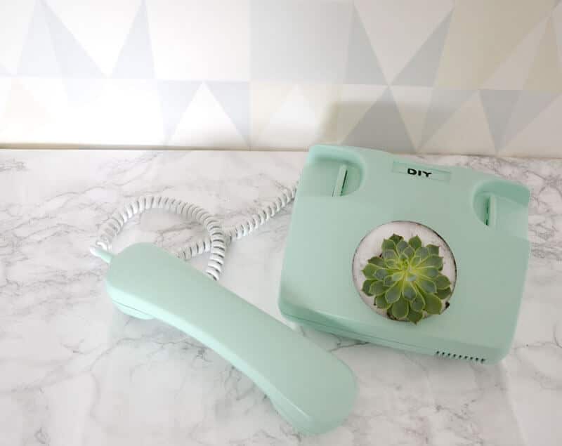 Sukkulente im Telefon