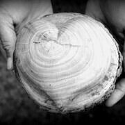 Hand hält eine große, runde Holzscheibe mit sichtbaren Jahresringen, geeignet für kreative Holzarbeiten und DIY-Projekte.