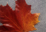 Die schönen Herbstfarben „konservieren“