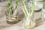 Nachzucht aus Resten – Regrow from Scraps