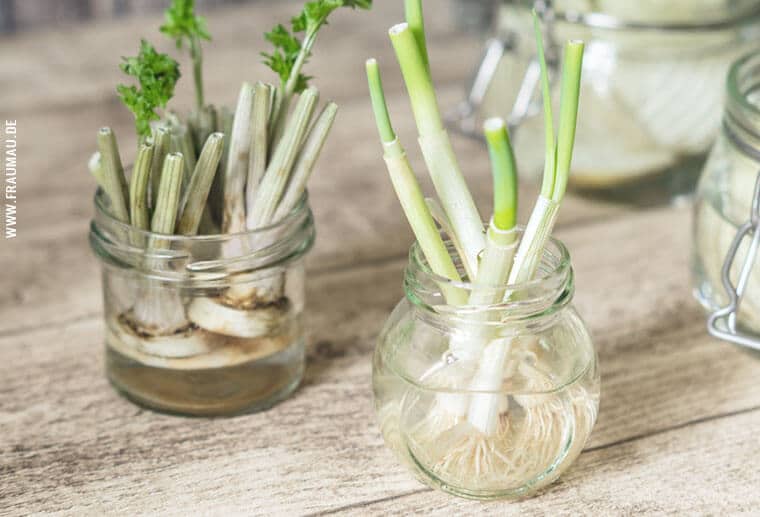 Nachzucht aus Resten – Regrow from Scraps
