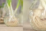 Nachzucht aus Resten – Regrow from Scraps